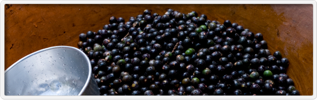 Acai Berries